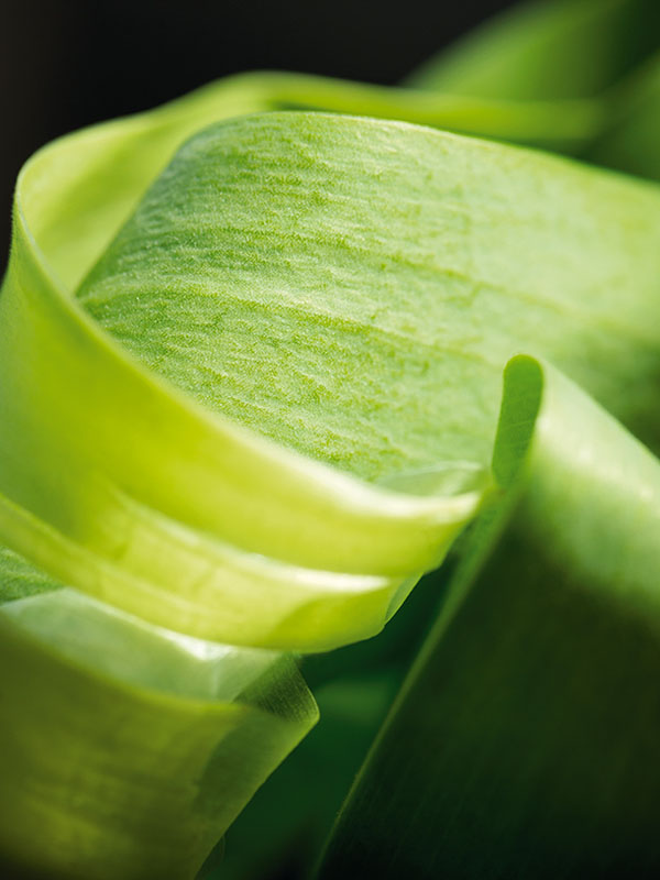 ۶ ایده خلاقانه عکاسی ماکرو در بهار و تابستان