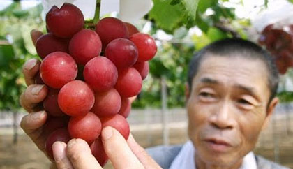 فروش خوشه انگور 7460 یورویی در ژاپن!