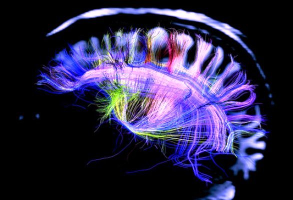 ساخت رایانه زنده از ترکیب مغز چند میمون