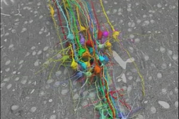 مشاهده تمام سلول های مغز امکان پذیر شد مشاهده تمام سلول های مغز امکان پذیر شد