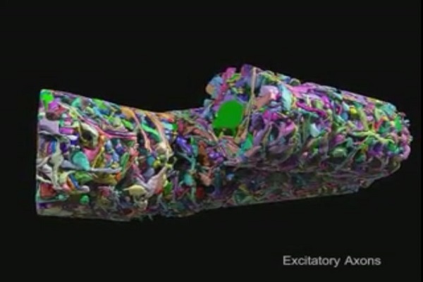 مشاهده تمام سلول های مغز امکان پذیر شد مشاهده تمام سلول های مغز امکان پذیر شد