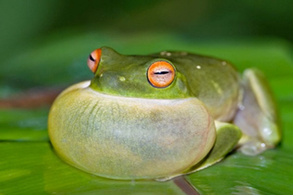 چرا سکسکه میکنیم؟ چرا سکسکه میکنیم؟