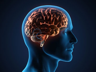 مغز جنسیت را با لب و پوست تشخیص میدهد مغز جنسیت را با لب و پوست تشخیص میدهد