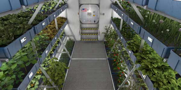 فضانوردان هفته آینده طعم کاهوی فضایی را خواهند چشید فضانوردان هفته آینده طعم کاهوی فضایی را خواهند چشید