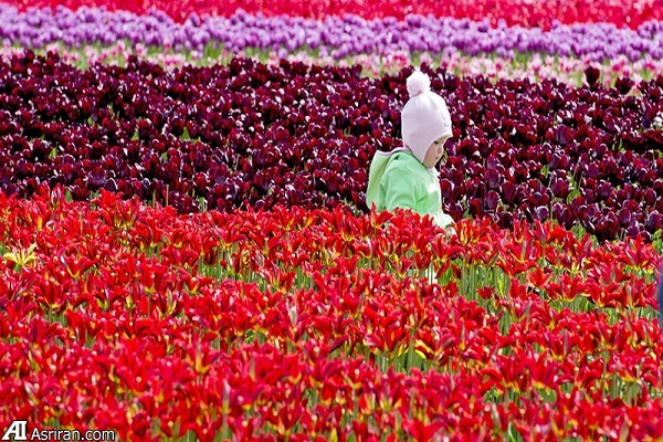 کشورهایی که اینترنت در آنها با سرعت می تازد! کشورهایی که اینترنت در آنها با سرعت می تازد!