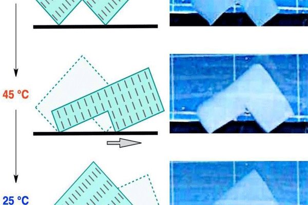 ساخت اولین ماهیچه مصنوعی با هیدروژل اسفنجی ساخت اولین ماهیچه مصنوعی با هیدروژل اسفنجی