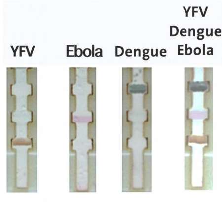 تشخیص سریع ابولا و تب زرد با نوار کاغذی