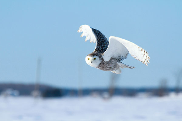 بهترین تنظیمات دوربین جهت فریز حرکت