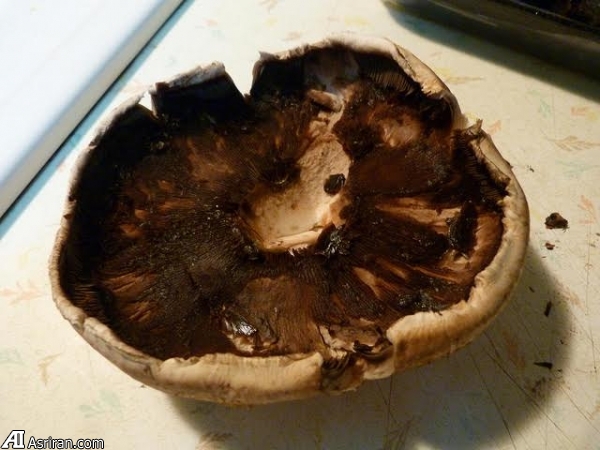 آیا تلفنهای همراه در آینده از قارچ نیرو می گیرند؟ آیا تلفنهای همراه در آینده از قارچ نیرو می گیرند؟