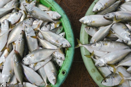 انسان جمعیت ماهیان اقیانوس را نصف کرده است انسان جمعیت ماهیان اقیانوس را نصف کرده است