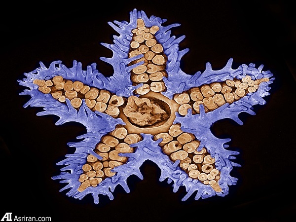 شکار لحظه‌ها در دنیای کوچک اطراف ما