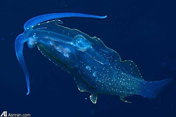 عجیب‌ترین حلزون دریایی جهان با قابلیت درخشش در تاریکی