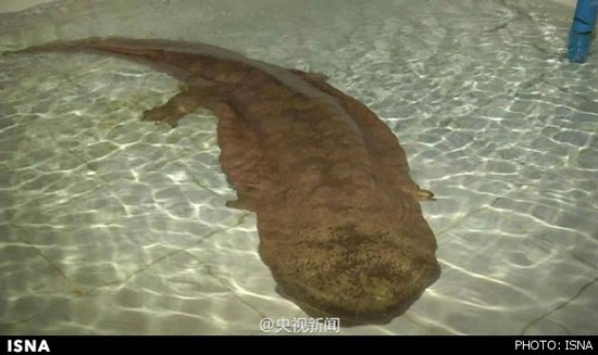 پیرترین جانور زنده جهان را بشناسید (+عکس)