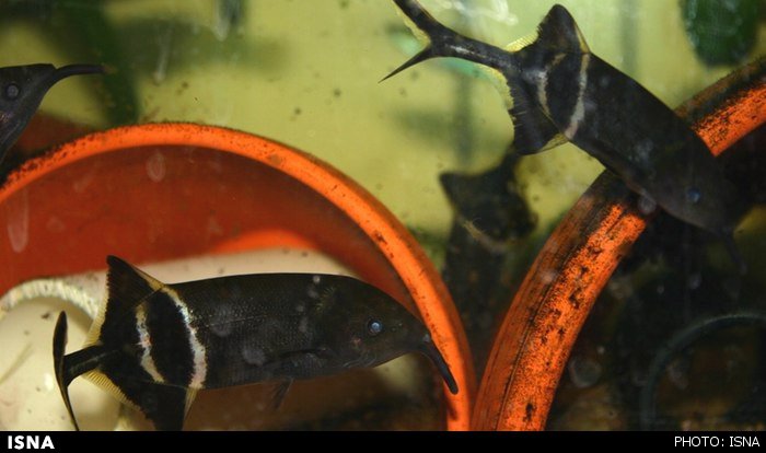 درمان پیرچشمی با الهام از ماهی دماغ فیلی درمان پیرچشمی با الهام از ماهی دماغ فیلی