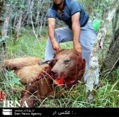 بازداشت شکارچی خرس بعد از انتشار عکس تلگرامی (+عکس)