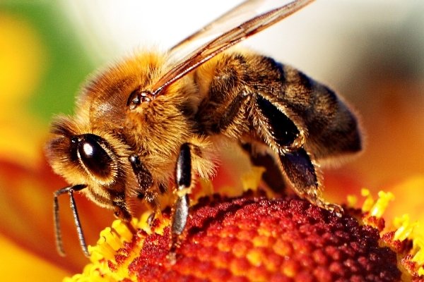 زنبورها میدان الکتریکی در گل‌ها را حس می کنند