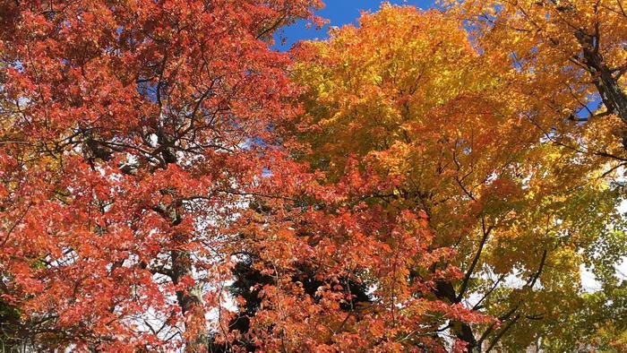 ۶ ترفند برای عکسبرداری بهتر با گوشی موبایل ۶ ترفند برای عکسبرداری بهتر با گوشی موبایل