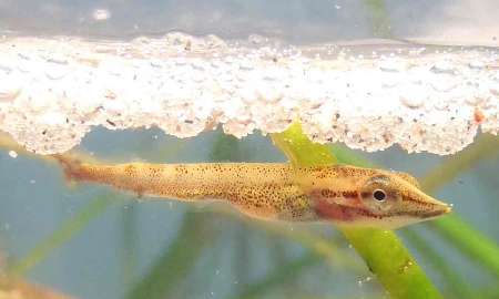 پلاستیک عامل اصلی مرگ زودرس ماهیان پلاستیک عامل اصلی مرگ زودرس ماهیان