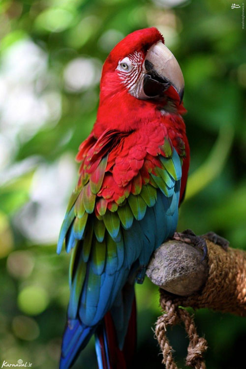 10 گونه از زیباترین پرنده های جهان (+عکس)