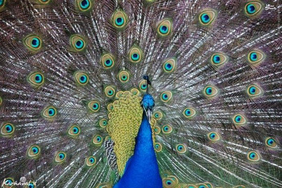 10 گونه از زیباترین پرنده های جهان (+عکس)