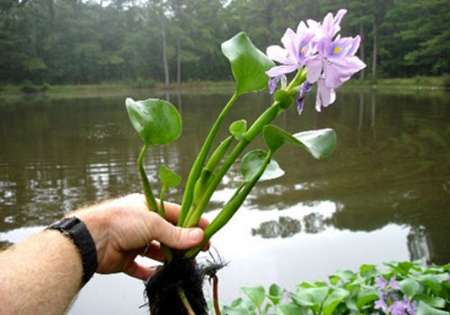 ردپای قاتل تالاب در بازارهای گیلان