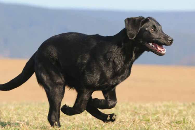 چگونه سگ‌ ها بدون جی‌پی‌اس مسیریابی می‌کنند؟