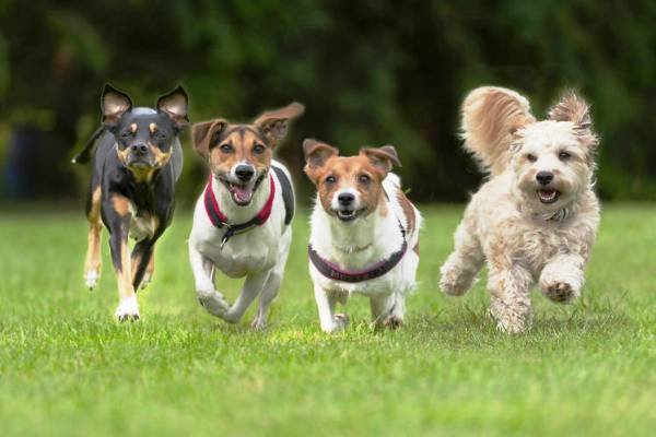 حل معمای کمک سگها به بیماران دیابتی