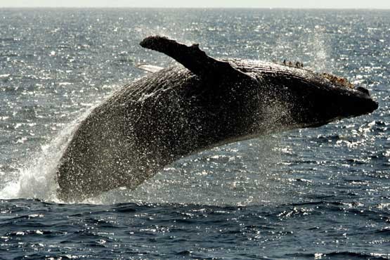 دانشمندان موفق به ضبط صدای نهنگ شدند