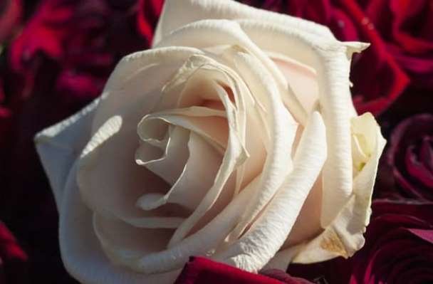 تولید سلولهای خورشیدی با الهام از گل رز تولید سلولهای خورشیدی با الهام از گل رز