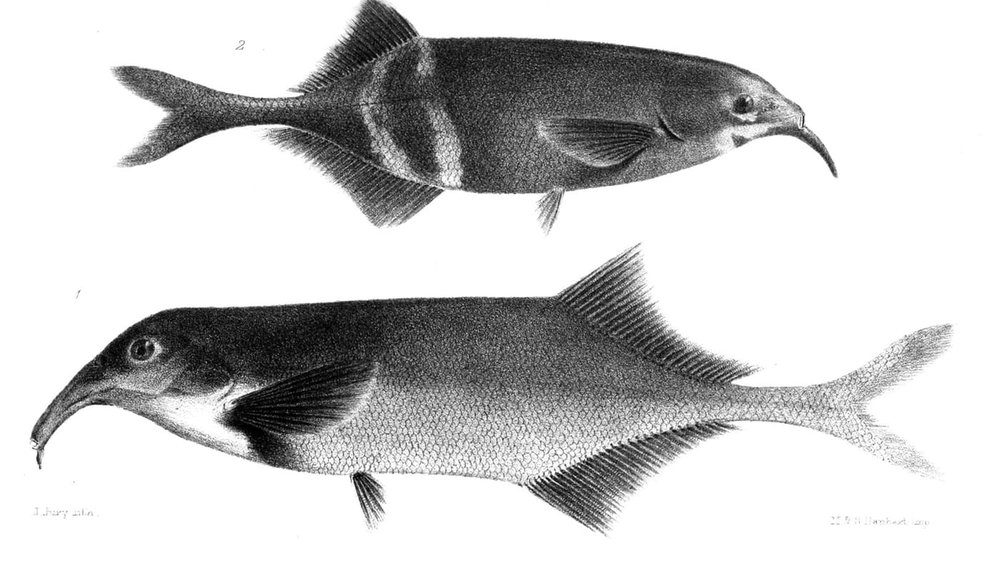 مغز ماهی خرطومی شبیه مغز انسان عمل میکند مغز ماهی خرطومی شبیه مغز انسان عمل میکند