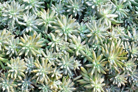 7 گیاهی که ناجی دنیا هستند+تصاویر 7 گیاهی که ناجی دنیا هستند+تصاویر