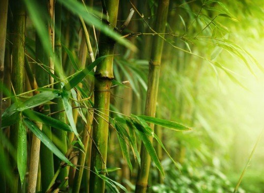 7 گیاهی که ناجی دنیا هستند+تصاویر 7 گیاهی که ناجی دنیا هستند+تصاویر