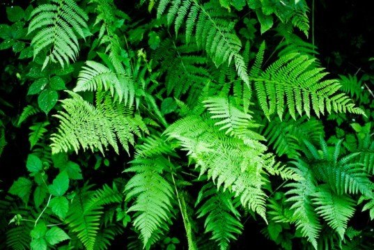 7 گیاهی که ناجی دنیا هستند+تصاویر 7 گیاهی که ناجی دنیا هستند+تصاویر