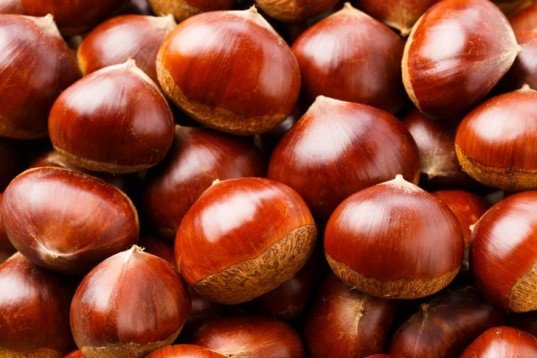 7 گیاهی که ناجی دنیا هستند+تصاویر 7 گیاهی که ناجی دنیا هستند+تصاویر