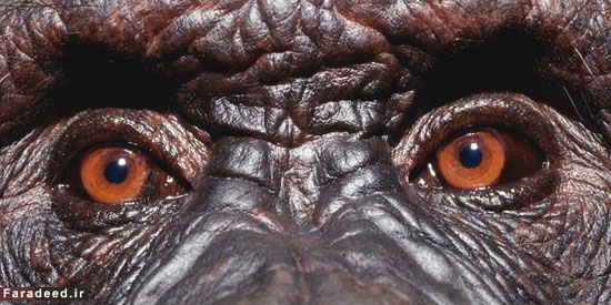 کدام جانور «وارث زمین» خواهد شد؟ (+عکس)