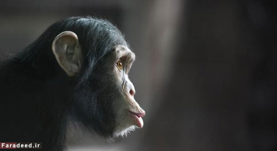 کدام جانور «وارث زمین» خواهد شد؟ (+عکس)