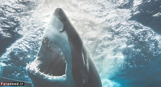 کدام جانور «وارث زمین» خواهد شد؟ (+عکس)