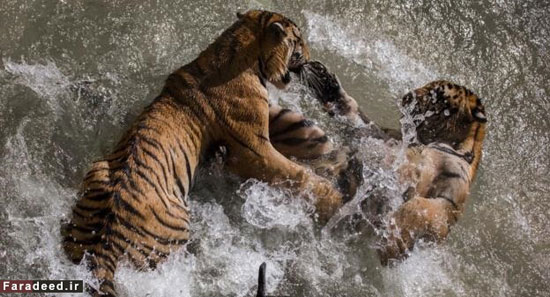 کدام جانور «وارث زمین» خواهد شد؟ (+عکس)