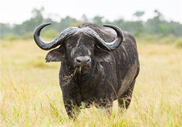 کُشنده‌ترین حیوانات موجود روی زمین (+عکس)