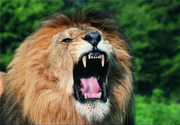 کُشنده‌ترین حیوانات موجود روی زمین (+عکس)