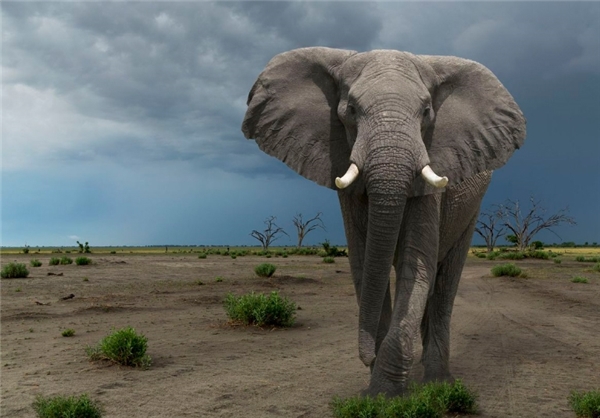 کُشنده‌ترین حیوانات موجود روی زمین (+عکس)