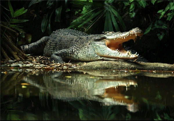 کُشنده‌ترین حیوانات موجود روی زمین (+عکس)