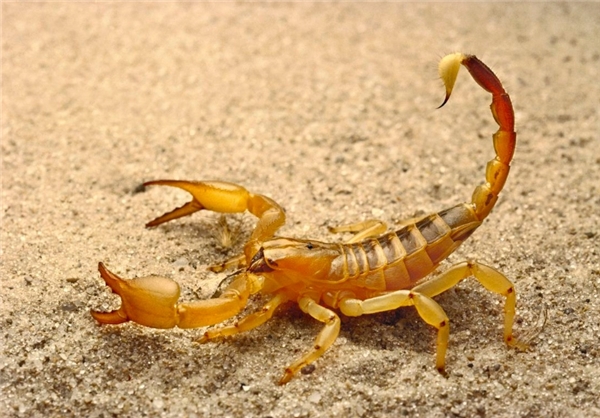 کُشنده‌ترین حیوانات موجود روی زمین (+عکس)