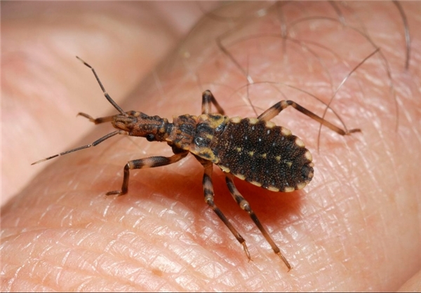 کُشنده‌ترین حیوانات موجود روی زمین (+عکس)