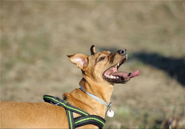 کُشنده‌ترین حیوانات موجود روی زمین (+عکس)