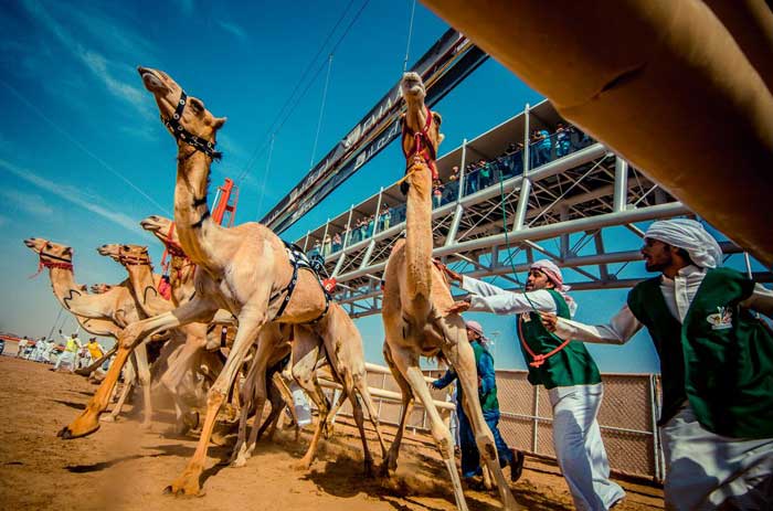 مسابقه شترها (+عکس)