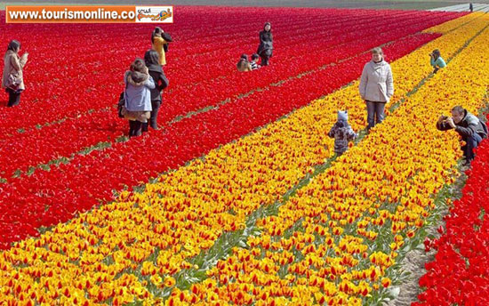 بهار دشت های لاله در آلمان و هلند (+عکس)