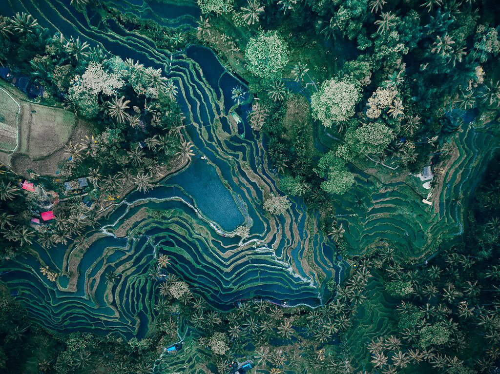 تراس های برنج (عکس)