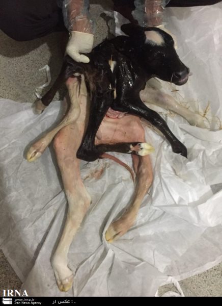 تولد گوساله ای با 4 دست و 3 پا (+عکس) تولد گوساله ای با 4 دست و 3 پا (+عکس)