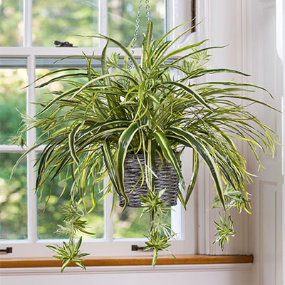 گیاهان موثر در رفع آلودگی هوا را بیشتر بشناسید (+عکس) گیاهان موثر در رفع آلودگی هوا را بیشتر بشناسید (+عکس)